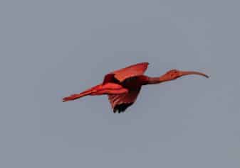 Scarlet Ibis