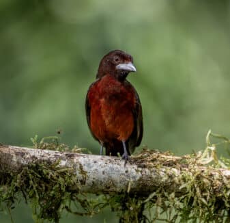 Silver-beaked Tanager