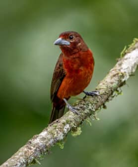 Silver-beaked Tanager
