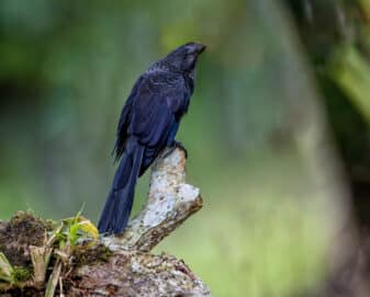 Smooth-billed Ani