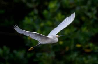Snowy Egret