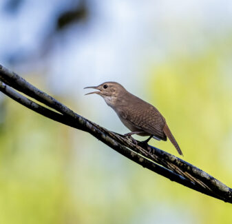 Southern House Wren