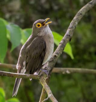 Spectacled Thrush