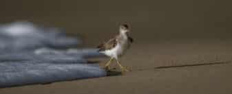 Spotted Sandpiper