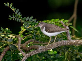 Spotted Sandpiper