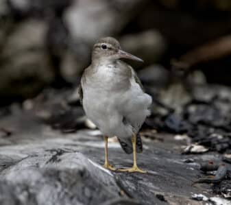 Spotted Sandpiper