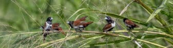 Tricolored Munia