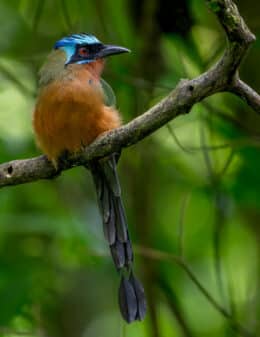 Trinidad Motmot