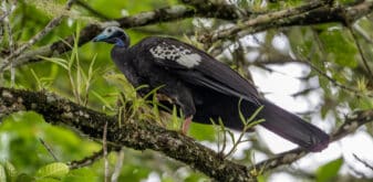 Trinidad Piping-Guan