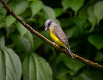 Tropical Kingbird