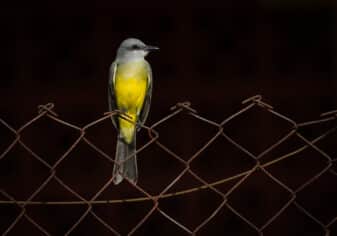 Tropical Kingbird
