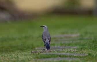 Tropical Mockingbird