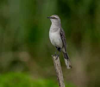 Tropical Mockingbird