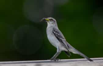 Tropical Mockingbird