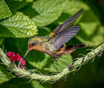 Tufted Coquette