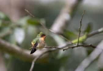 Tufted Coquette