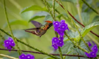 Tufted Coquette