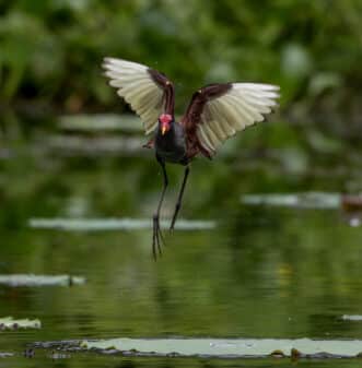 Wattled Jacana