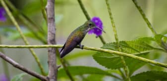 White-chested Emerald