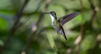 White-chested Emerald