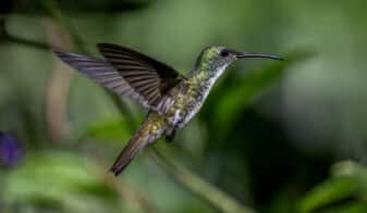 White-chested Emerald