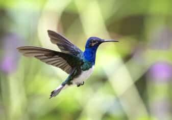 White-necked Jacobin
