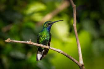 White-tailed Sabrewing