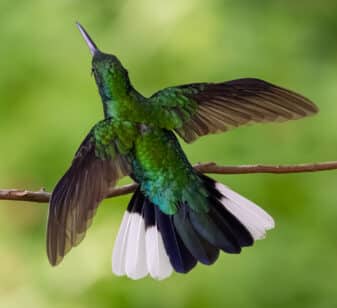 White-tailed Sabrewing