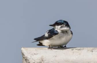 White-winged Swallow