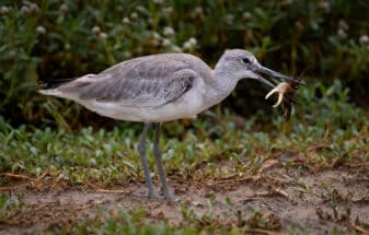 Willet