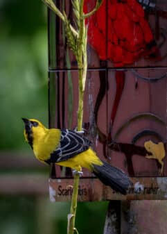 Yellow Oriole