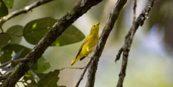 Northern Yellow Warbler