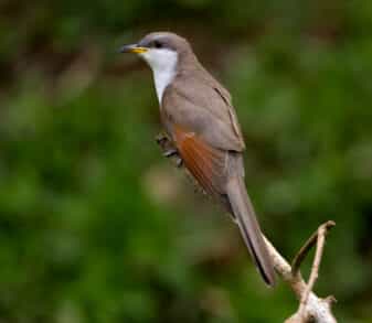 Yellow-billed Cuckoo
