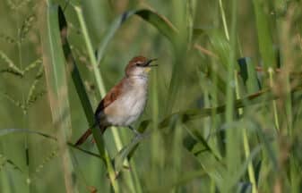 Yellow-chinned Spinetail