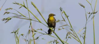 Yellow-hooded Blackbird