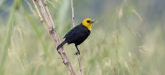 Yellow-hooded Blackbird