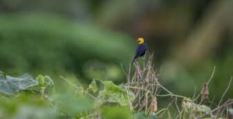 Yellow-hooded Blackbird