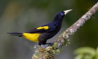 Yellow-rumped Cacique