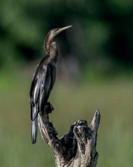 African Darter