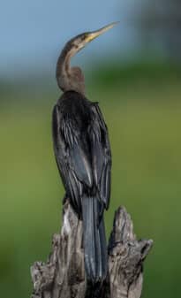 African Darter