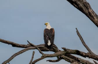 African Fish-Eagle