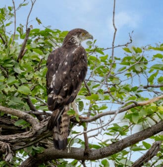 African Hawk-eagle