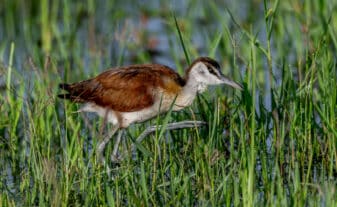 African Jacana