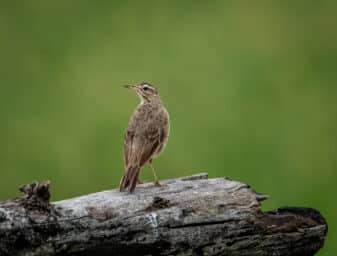 African Pipit