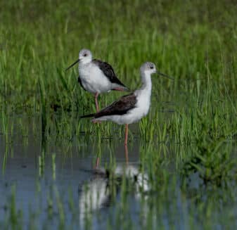 Black-winged Stilt