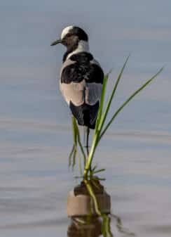 Blacksmith Lapwing