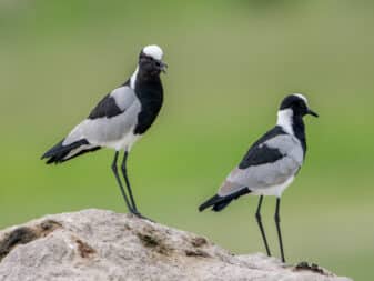 Blacksmith Lapwing