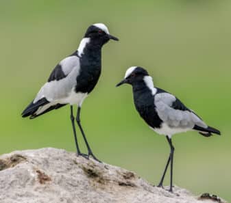 Blacksmith Lapwing