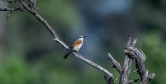 Brown-crowned Tchagra