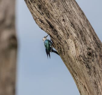 Burchell's Starling